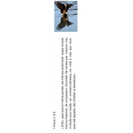 Signet 084