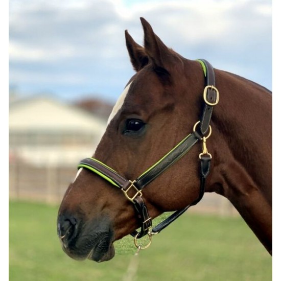 Licou de cuir brun et lime cheval