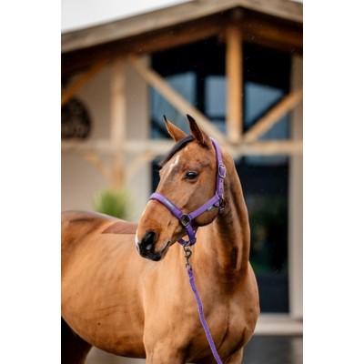 Licou et laisse Horseware Amigo mauve 