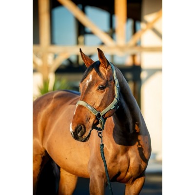 Licou et laisse Horseware Amigo vert