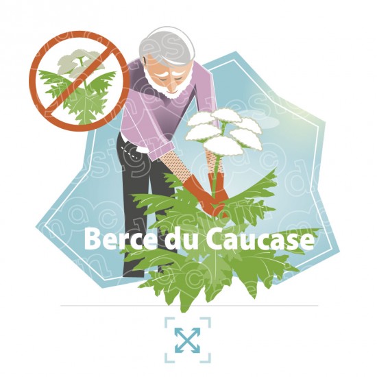 Berce du Caucase