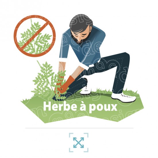 Herbe à poux