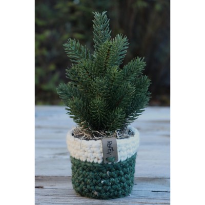 Sapin et cache-pot