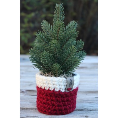 Sapin et cache-pot