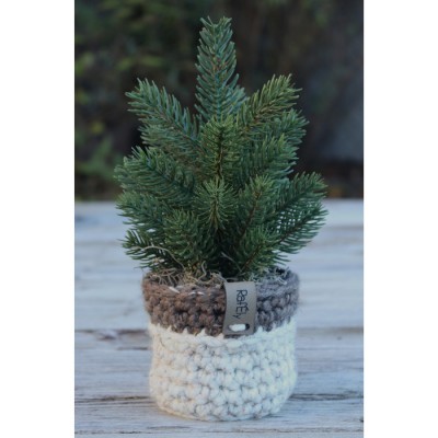 Sapin et cache-pot
