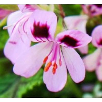 Eau Florale, Géranium rosat, biologique Égypte