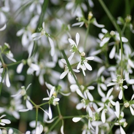 Euphorbia starblast white