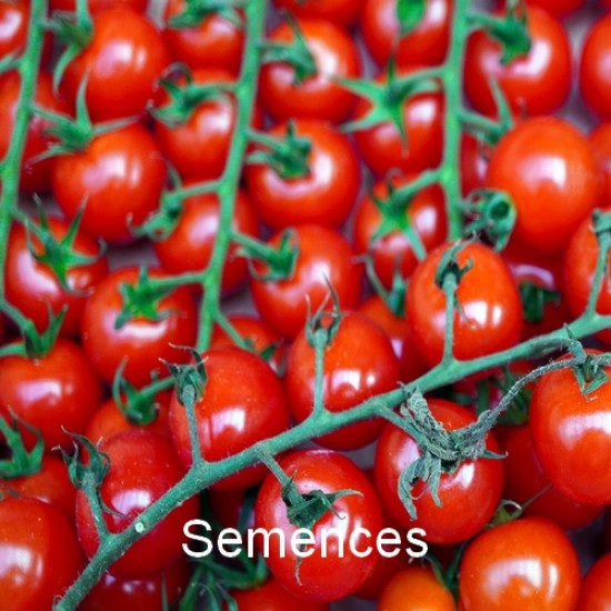 Semences Tomate super sweet hybride