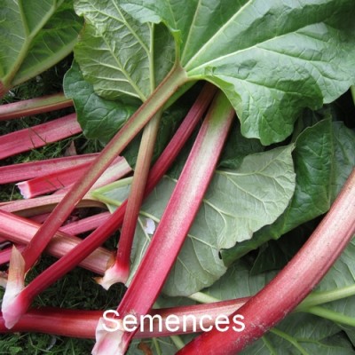 Semences Bette a carde rhubarbe