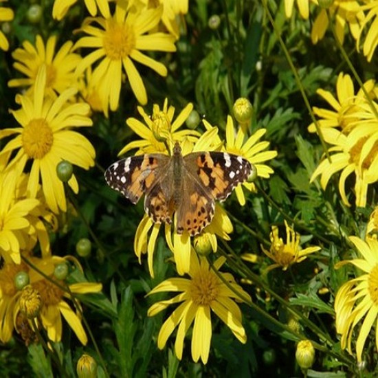 Argyranthémum butterfly