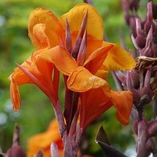 Canna south pacific scarlet