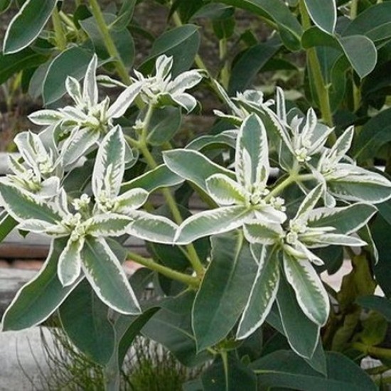 Euphorbia summer snow
