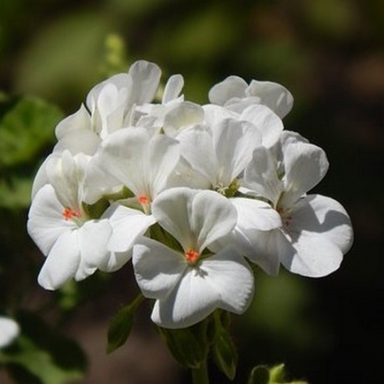 Géranium elanos white