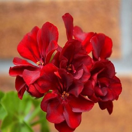 Géranium lierre marcada dark red