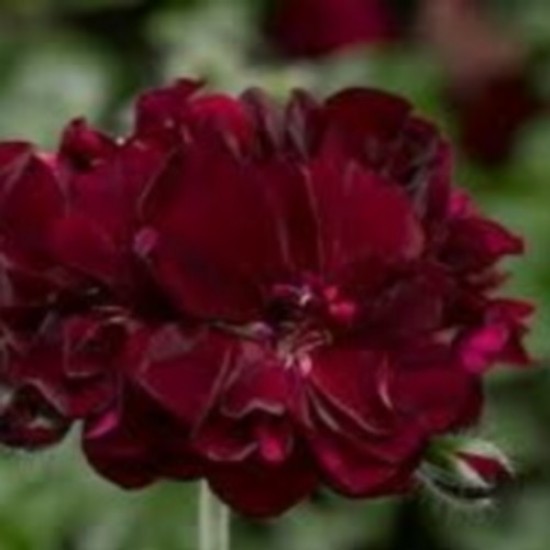 Géranium lierre royal dark red