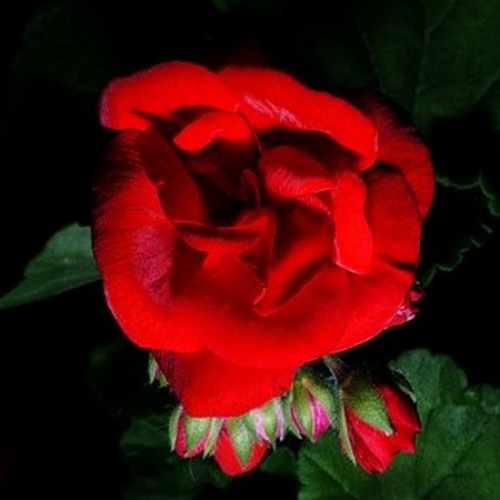 Géranium lierre royal rouge ecarlate