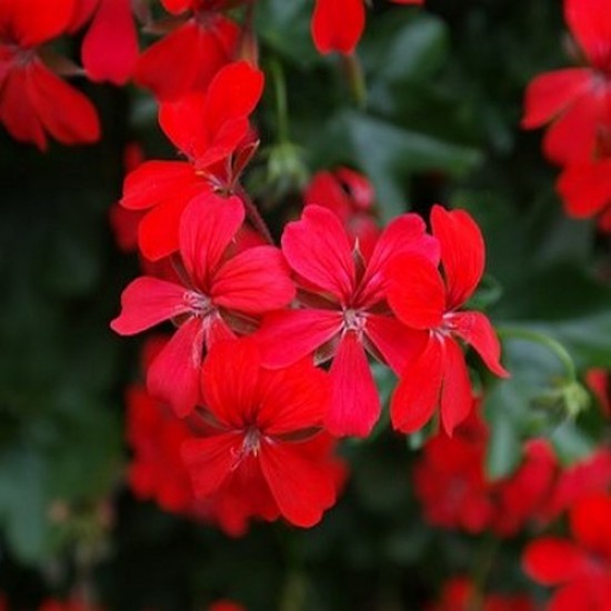 Géranium alpin joker red