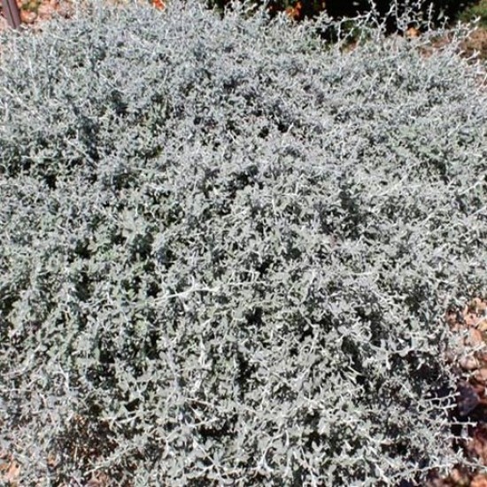 Helichrysum silver star