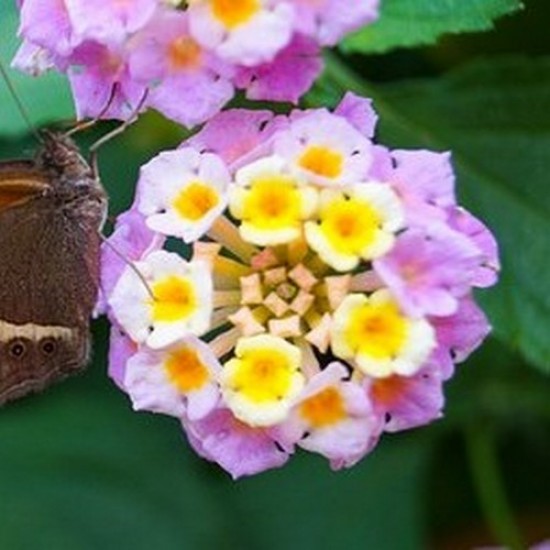 Lantana Sonja