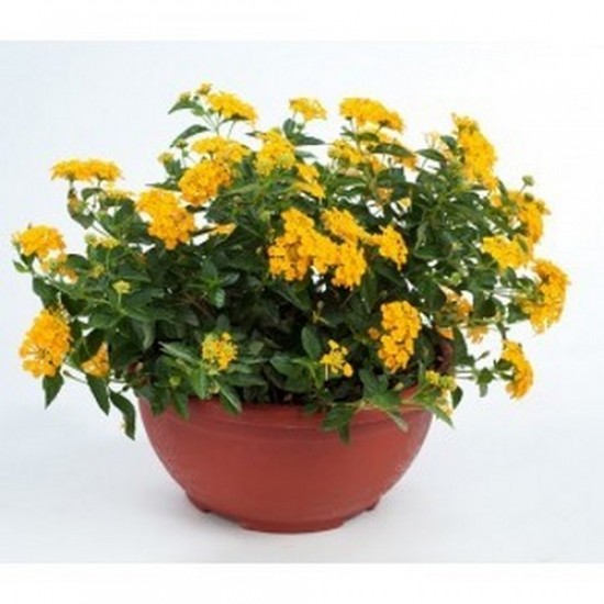 Lantana santana gold