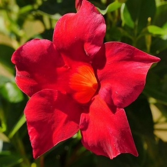 Mandevilla rouge