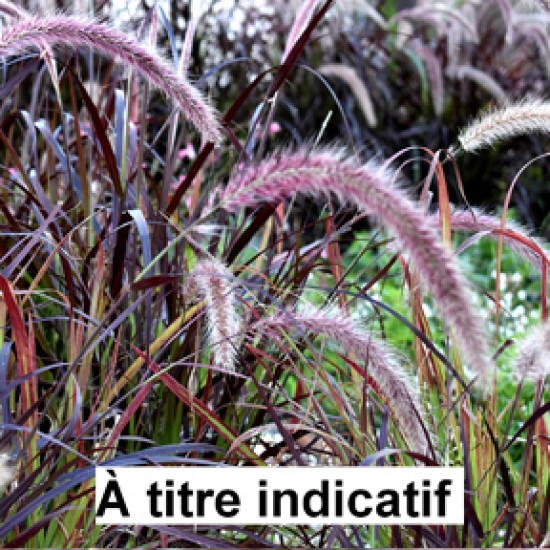 Pennisetum firework's