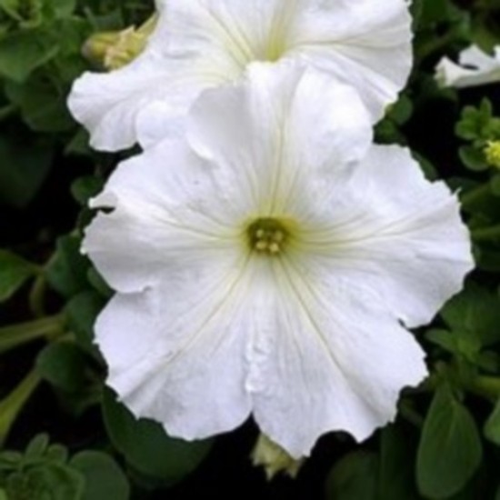 Pétunia headliner white