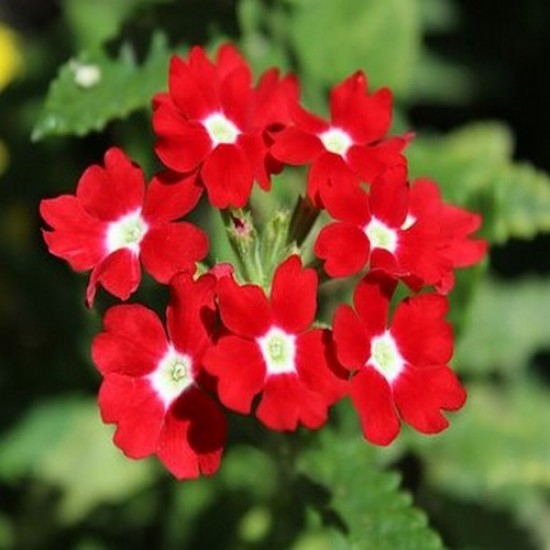 Verveine gala beauty red