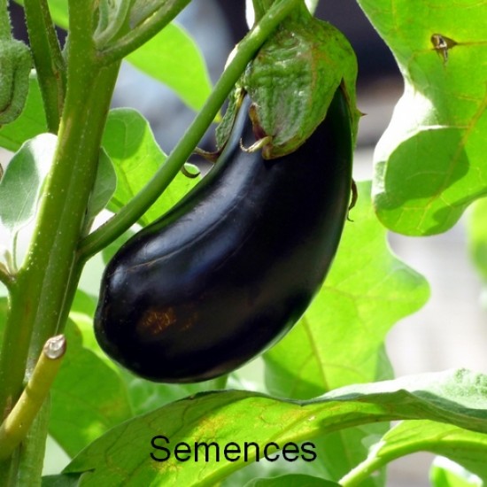 Semences Aubergine black beauty