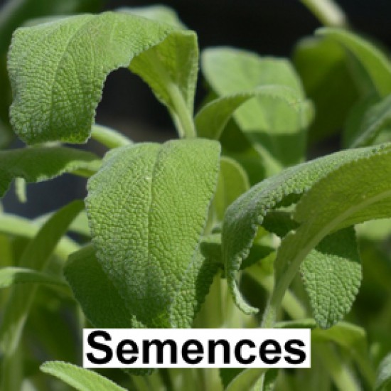 Semences Fines herbes sauge