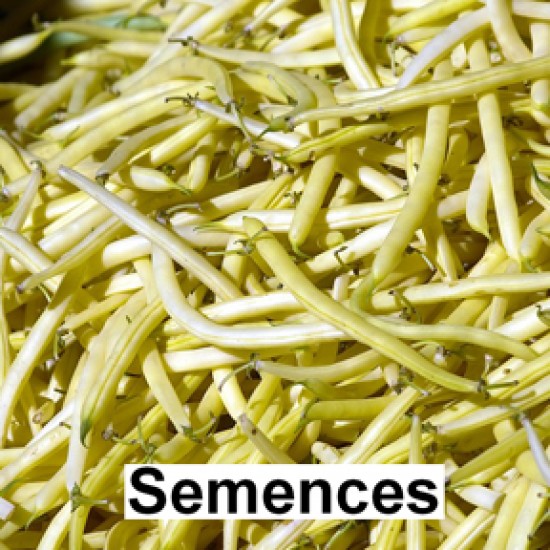 Semences Haricot nain improved golden