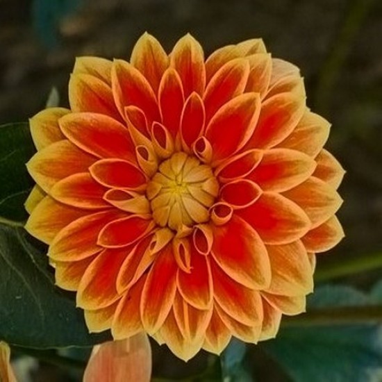 Dalhia labella medio fun orange flame