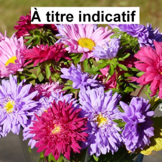 Caissette Aster mix (6 plants)