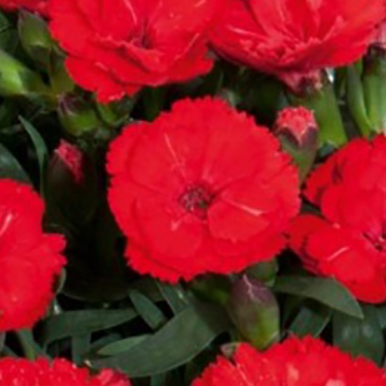 Caissette Dianthus diana scarlet