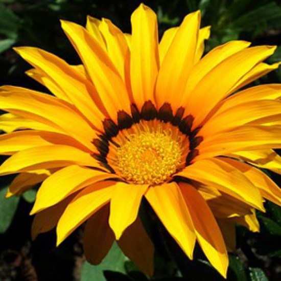 Caissette Gazania new day yellow