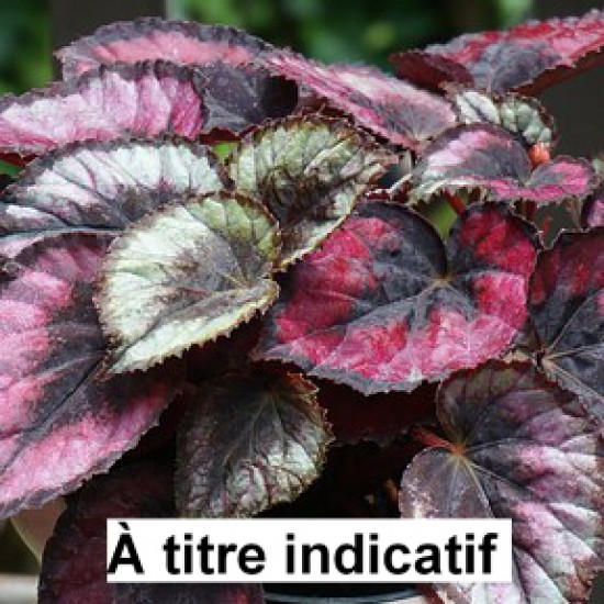 Begonia rex assorties