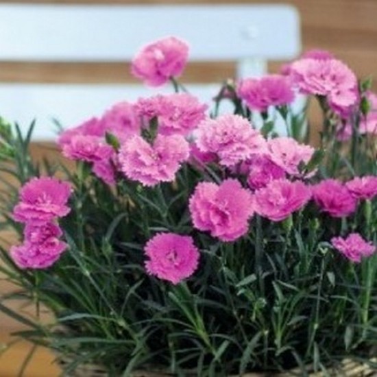 Dianthus orchid everlast