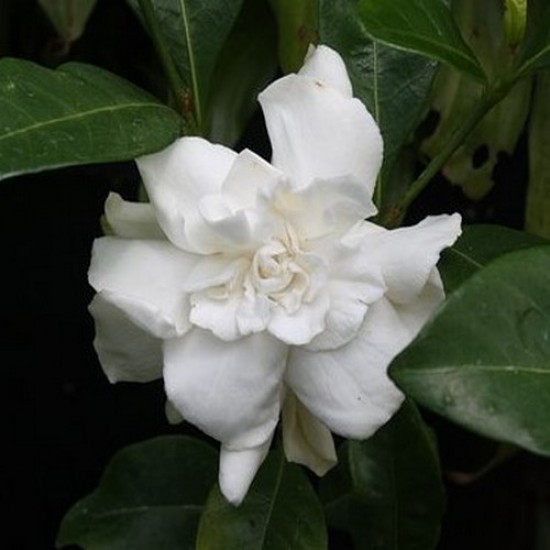 Gardenia