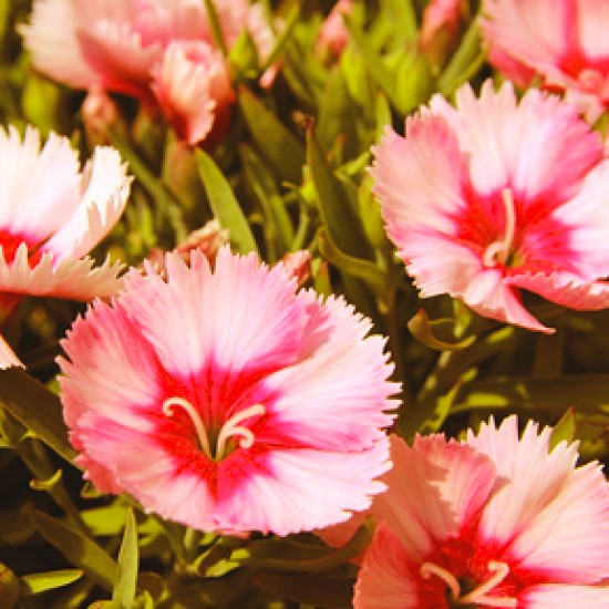  Caissette Dianthus corona salmon