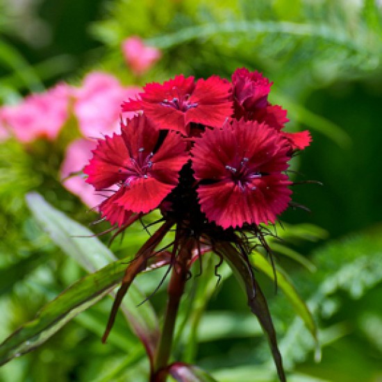  Caissette Dianthus corona cramoisie