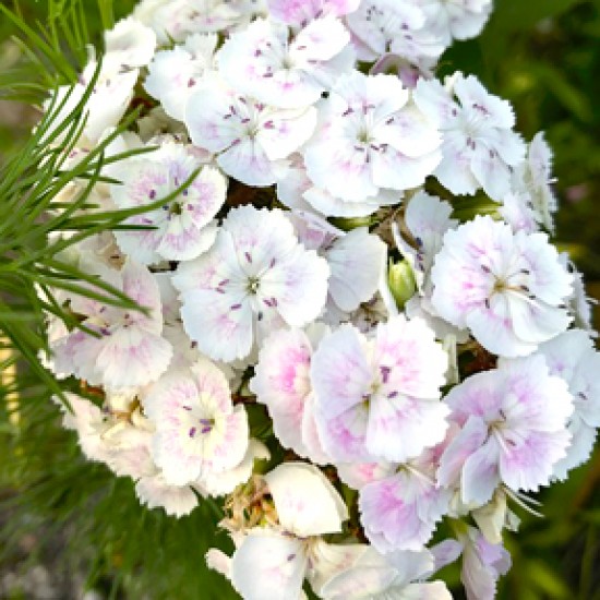  Caissette Dianthus corona white