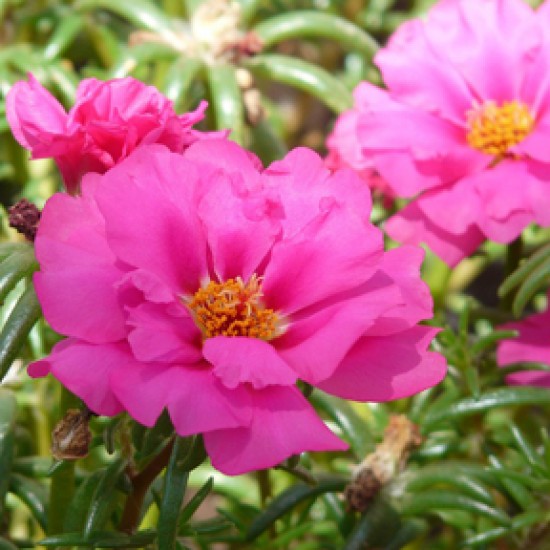  Caissette Portulaca stopwatch mix