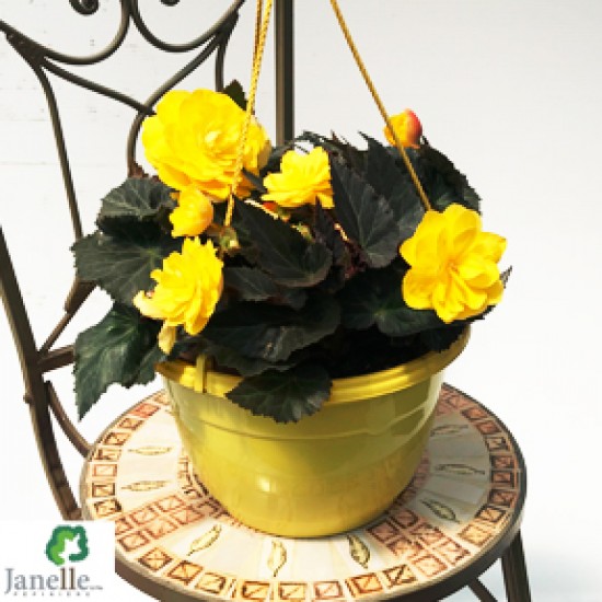 Jardinière Begonia tubéreux mocca yellow