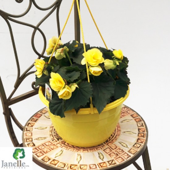 Jardinière Begonia amstel blitz jaune