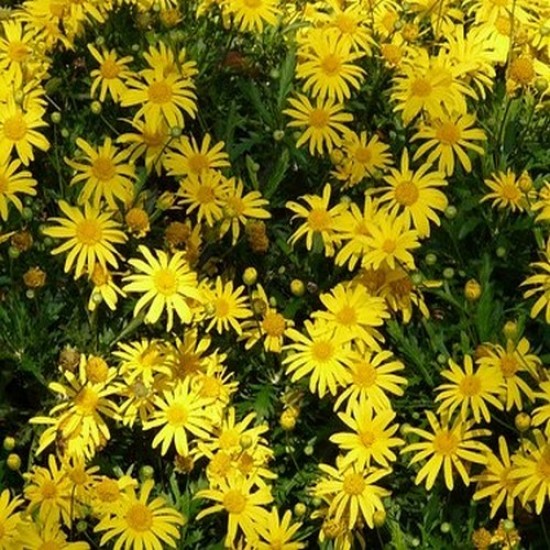 Argyranthémum yellow