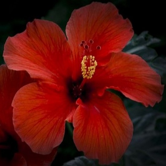 Hibiscus sur tige tressé rouge