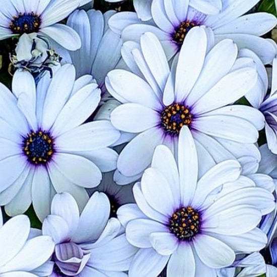 Osteospermum compact white