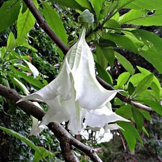 Brugmansia 