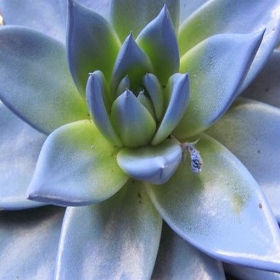 Echeveria blue prince