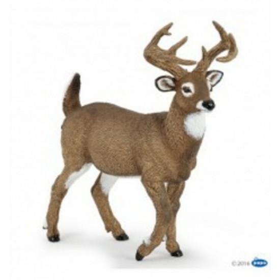 CERF DE VIRGINIE